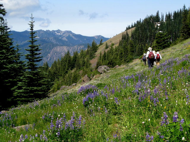 Elwha Overlook